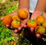 Betel nut / সুপারি